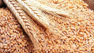 الحكومة تنفي استيراد شحنات قمح فاسدة ودخولها إلى السوق المصري