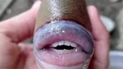 سمكة بملامح بشرية.. وهذا كل ما نعرفه عنها