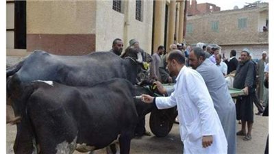 بيطرى المنوفية:  تحصين 291 ألفا و 106 رؤوس ماشية ضد الحمى القلاعية