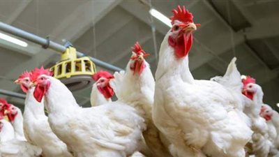 الثروة الداجنة: 20% تراجع في دورة إنتاج الدواجن بعد ضعف الإقبال عليها