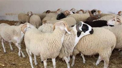 بيطري المنوفية: إلغاء الإجازات لأطباء المجازر استعدادا لعيد الأضحى