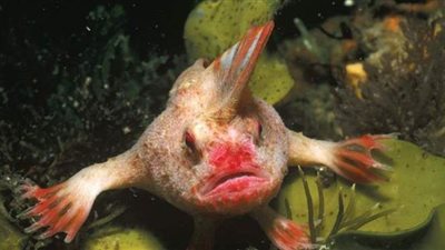 الإعلان عن انقراض أغرب أسماك الكوكب 