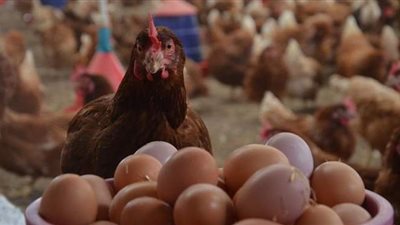 تجارية القاهرة تكشف أسباب استقرار أسعار الدواجن والبيض في السوق