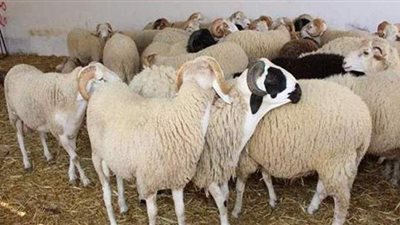 كيف تختار خروف العيد ؟.. الصوف سليم و العين صافية