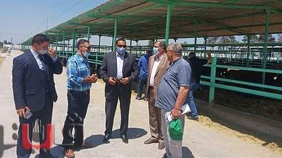 زراعة الغربية: قوة مزرعة الإنتاج الحيواني بالمحافظة تصل لـ2200 رأس