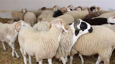 الزراعة: أسعار الأضاحي تتراوح بين 50 و60 جنيها للكيلو |فيديو