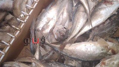 ضبط لحوم مذبوحة خارج المجازر و 46 كيلو أسماك غير صالحة  بالغربية