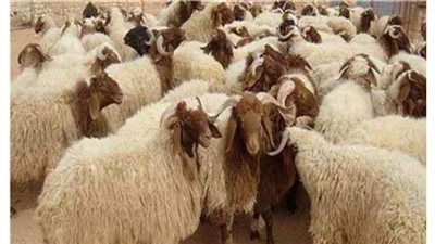 ماهى الأضحية ومتى فرضت وما شروطها ؟