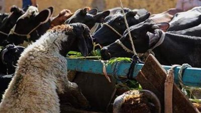 أسعار أضاحي العيد بوزارة الزراعة وكيفية الحجز