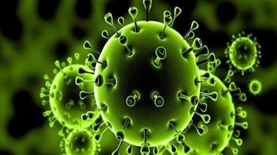 هل ينقل الذباب في المنازل فيروس كورونا؟