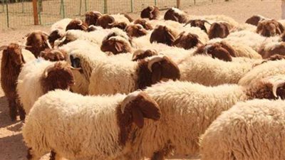 شروط ومواصفات الأضحية السليمة | فيديو