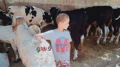 العيد بطعم كورونا .. الركود يضرب  أقدم سوق لبيع الماشية  في الإسكندرية