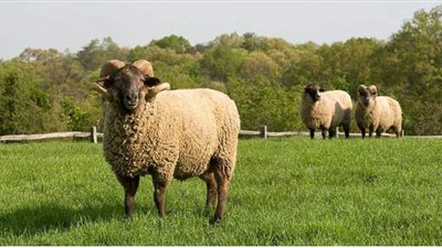 تفسير حلم الاضحية في المنام وعلاقتها بالمكر والخداع والخلافات الزوجية