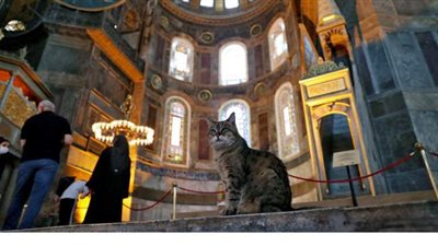 تركيا تسمح للقطة 