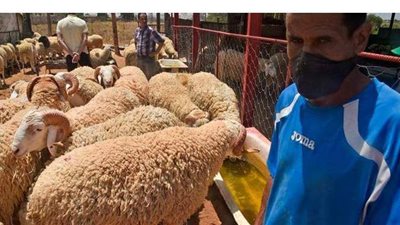 الجزائر:  أكثر من ألفي بيطري لمراقبة ذبح الأضاحي