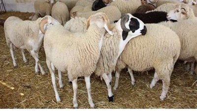 إجراءات يجب اتباعها لفحص الأضحية قبل الذبح