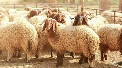 هل يجوز أن أعطي جاري غير المسلم من لحم الأضحية؟.. لجنة الفتوى تجيب