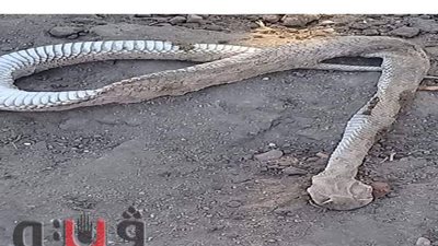 أفعي تثير الفزع بين أهالي القصاصين  في الإسماعيلية | صور