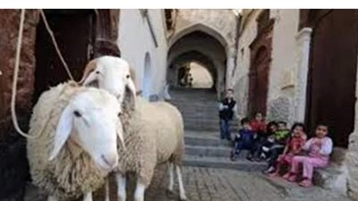 9 نصائح عند ذبح الأضحية بالمنزل