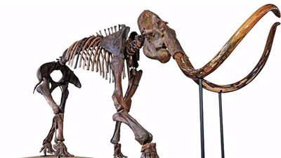 اكتشاف هيكل عظمي لحيوان ماموث عمره 10 آلاف عام شمال سيبيريا