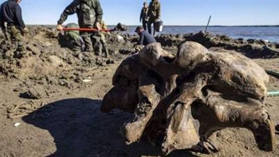 جمجمة غريبة تكشف عن حيوان منقرض منذ 10 آلاف عام