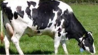 تفسير حلم ذبح البقرة في المنام وعلاقته بانتهاء الأزمات والمشاكل والرزق الوفير