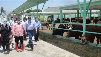 نائب محافظ بني سويف يتفقد مشروع تشغيل الخريجين بمزرعة أرض الخير بسدس