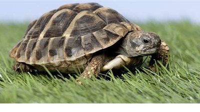 سلحفاة تبحث عن السعادة في فيديو مدهش | فيديو