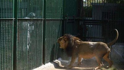 لبؤة تصرخ على  أسد بشدة  وتحاول مهاجمته |  فيديو