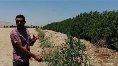 شمس قنا تشرق بالخيرات.. مزرعة نبق عماني لإنتاج 