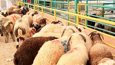 وزير التموين: توفير  18  ألف رأس ماشية استعداداً لعيد الأضحى
