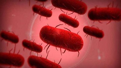 سلطات منغوليا تعزل مدينة كاملة بعد تسجيل إصابة بالطاعون الدبلي