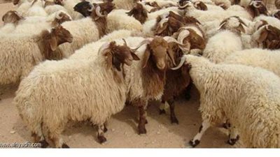 اتبع هذه التعليمات عند شراء أضحية العيد