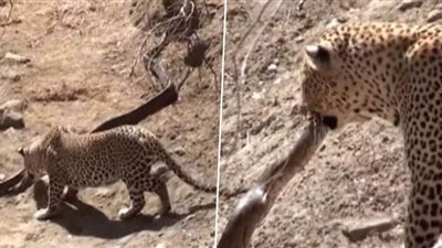 حركة خاطفة تحسم مواجهة بين فهد وثعبان ضخم  | فيديو