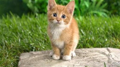 للمرة الأولى.. بريطانيا تسجل إصابة قط بفيروس كورونا