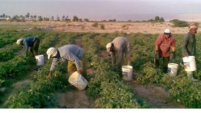 دعما للمزارعين.. المنوفية تقرر تمويل مشروعات الرى بفائدة 5.5%