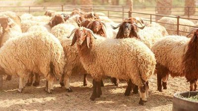 دولة مسلمة تحث على شراء الأضاحي عبر الإنترنت