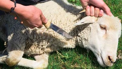 تفسير حلم  الذبح في المنام وعلاقته بالخير والرزق الوفير والسعادة