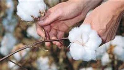 الزراعة: استحداث إدارة لتسويق القطن المصري على مستوى العالم