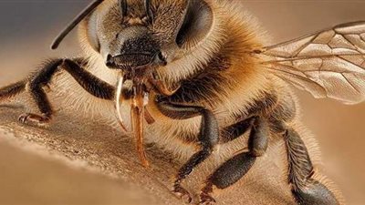 أسراب كثيفة من النحل تغزو شوارع إحدى المقاطعات التركية