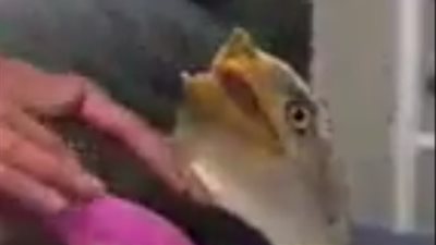 بالفيديو.. زراعة منقار لنسر أمريكي بتقنية الطباعة الثلاثية