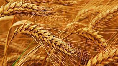 بروتين القمح يمكن أن يزيد سوء الحالات المرضية المزمنة