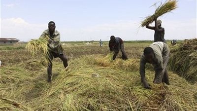 تقرير: ارتفاع مستوى التضخم الغذائى فى نيجيريا الشهر الماضى