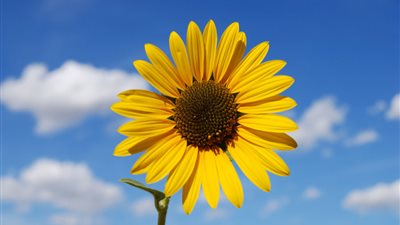 اكتشاف سر اتجاه نبات «عباد الشمس» نحو الشمس