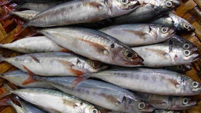 شعبة السمك بـ