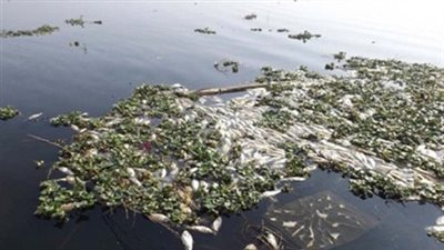 «صناعة السم» فيلم وثائقي لـ«الغد» عن تلوث مياه النيل بمخلفات المصانع