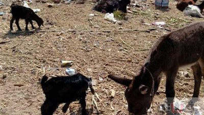 بالصور.. بيطري البحر الأحمر يواصل التحصين ضد الحمى القلاعية بالغردقة