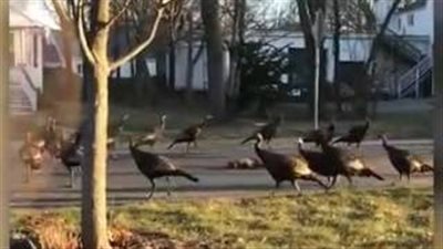 بالفيديو والصور.. 17 ديكا يؤدون «رقصة الموت» حول قط نافق