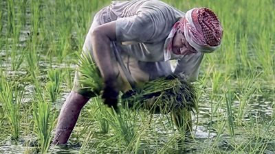 الرى تُحدد المساحة المزروعة من الأرز بمليون و80 ألف فدان هذا العام