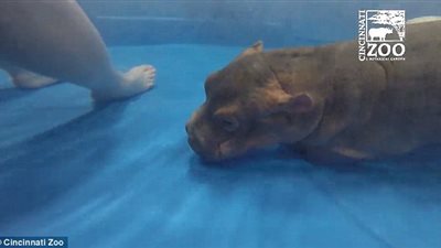 بالفيديو والصور.. صغيرة فرس النهر تلهو بصحبة طبيبتها